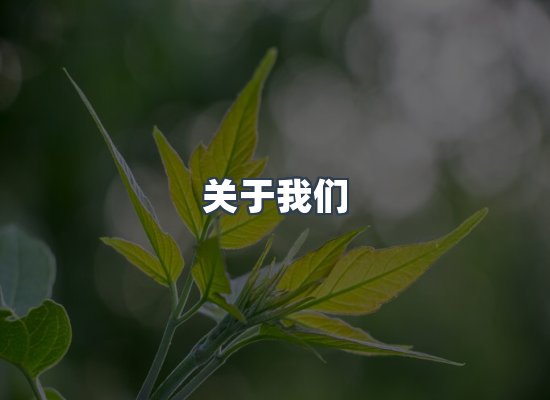 关于我们